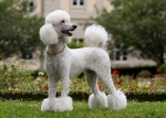 25 Pudelduett